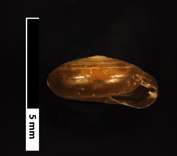 V. coelaxis